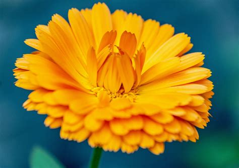 Pot Marigold Flower Plant Free Photo On Pixabay Pixabay