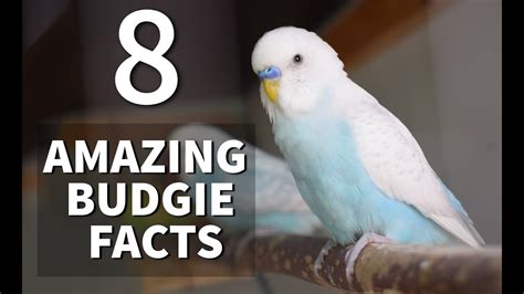 8 Amazing Facts About Budgies That You Must Know Youtube