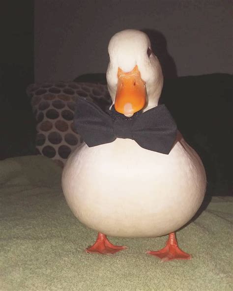 Beaker In A Bow Tie Dapper Duck Theduckfather Callducks