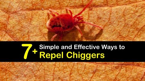 7 Simple And Effective Ways To Repel Chiggers