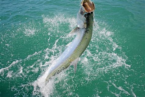 Why Choose Tampa Bay For Your Next Tarpon Fishing Charter