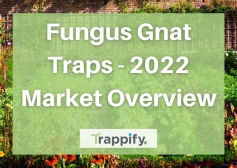 Fungus Gnat Traps 2022 Market Overview Trappify