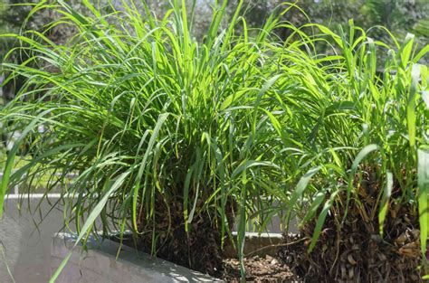 Citronella Grass Plant Care And Growing Guide
