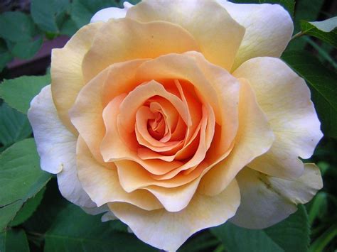 Top 10 Best Fragrant Roses In The World Honey Perfume Fragrant Roses
