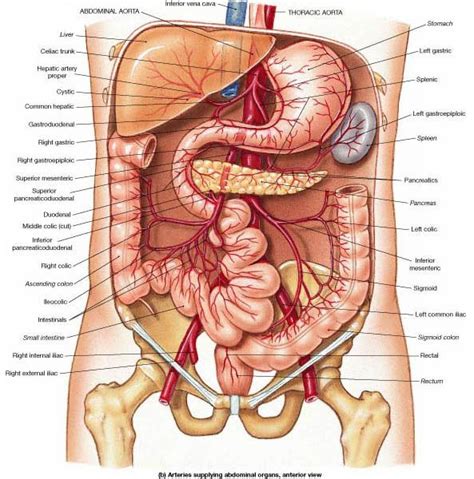 Arteries begin with the aorta, the large artery leaving the heart. Vasculature of the peritoneal cavity - focused on the ...