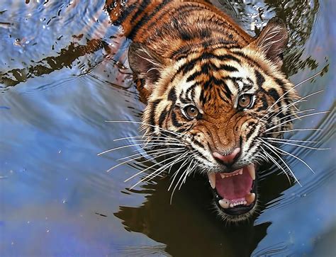 Tiger Sumatra Swim By Robert Cinega 500px Tiger In Water Animals