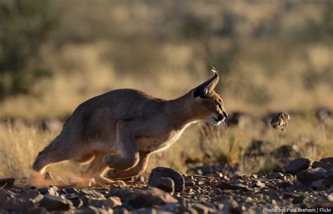 Interesting Facts About Caracals Just Fun Facts