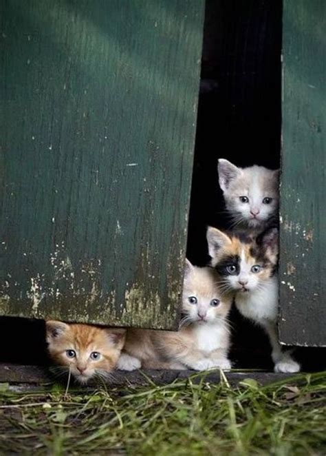 Barn Cats All About Animals Pinterest