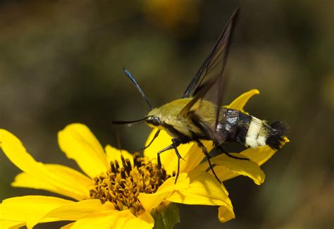 Bee Hawk Moth Whats That Bug