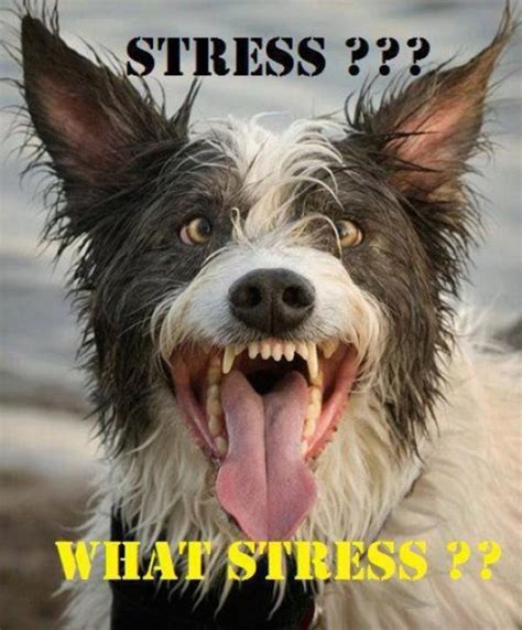 Who Said Im Stressed Depression Dog Know Your Meme