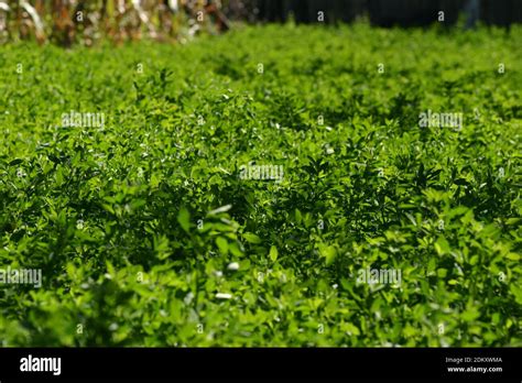 Alfalfa Meadow Hi Res Stock Photography And Images Alamy