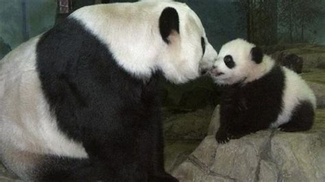 Washington Dc Zoo Welcomes Twin Baby Panda Cubs