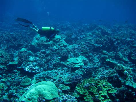 Wallpaper Id 1150246 Reef Deep Diving Equipment Coral Water