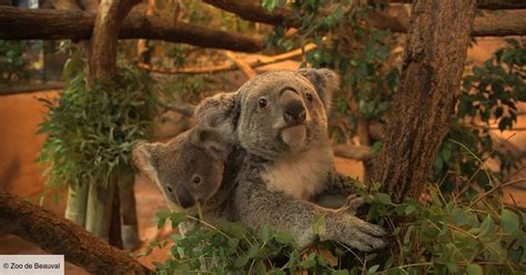 We will come back with « very enjoyable stay at les jardins de beauval. Zoo de Beauval : dans les coulisses du plus grand zoo de ...