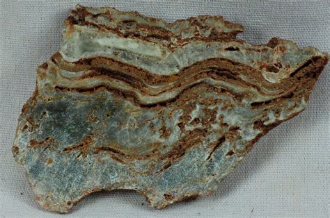 Oldest Paleoarchean Fossils