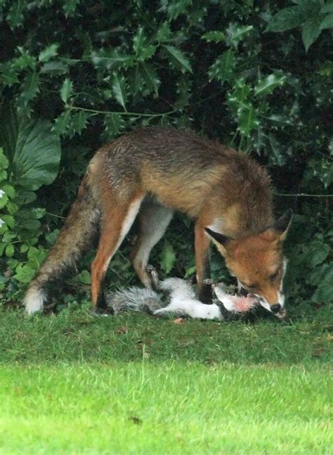 Red Fox Diet What Foxes Eat Wildlife Online