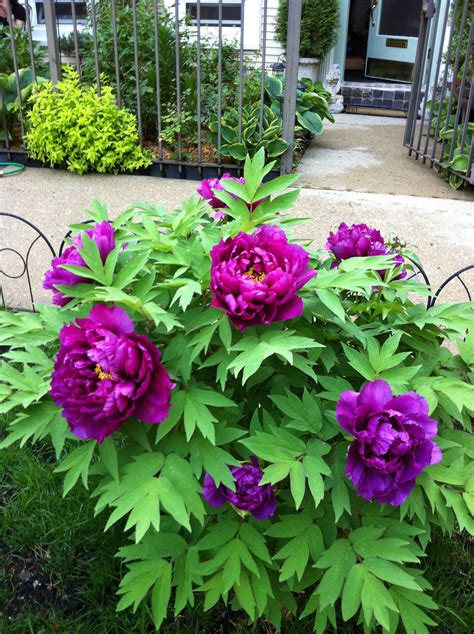 My Violet Tree Peony Peony Flower Garden Growing Peonies Beautiful