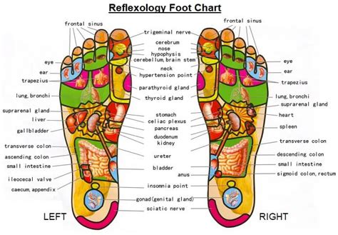 Foot Reflexology Chart What Is It And How Do I Use It Purewow Vlr