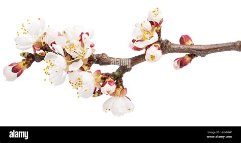 Spring Blossoms Apple Tree Flowers Isolated On White Stock Photo Alamy