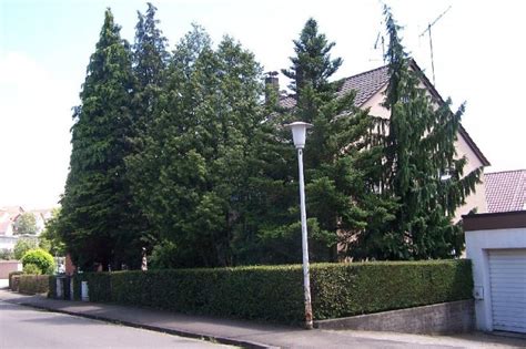 Die meisten koniferen sind immergrün und werden auch aufgrund dieser eigenschaft bevorzugt bei der gartengestaltung eingesetzt. Geeignete Koniferen für den Garten