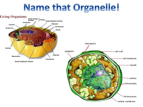 Ppt Name That Organelle Powerpoint Presentation Free Download Id