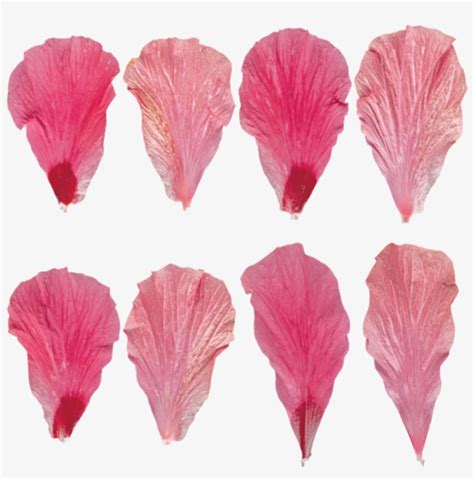 Flower Petals Pink Flower Petal Texture Transparent Png 900x900