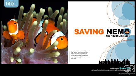 Fins Saving Nemo The Aquarium Trade Dr Richard Smith Ocean