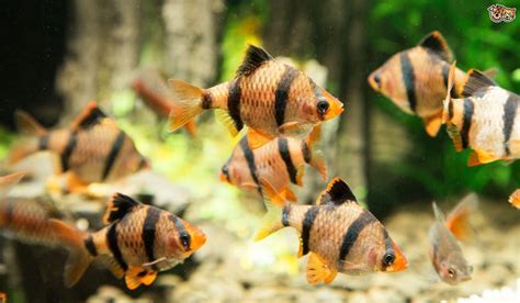 Cool Water Fish For Aquarium Freshwater Fish Tropical Fish Aquarium