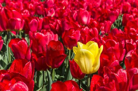 Single Yellow And Red Tulip Against A Blue Sky Stock Photo Image Of