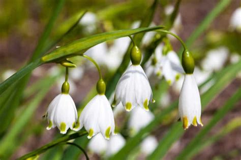 9 Different Types Of Snowdrop Flowers