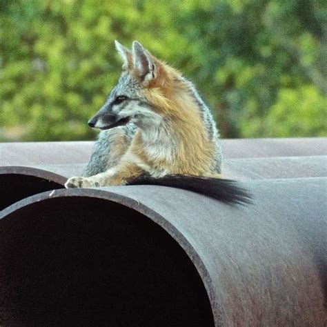 Mother Gray Fox Keeping An Eye On Her Kits David Richman Flickr