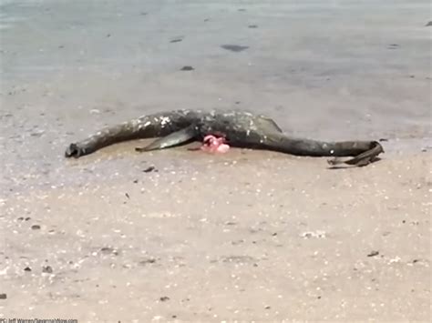 Weird Mythical Sea Creature Washes Up On Beach Confusing Experts