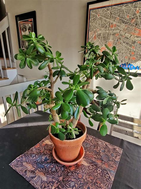 I Have Just Inherited This Gorgeous Mature Jade From My Uncle S Mil And I M So In Love That I