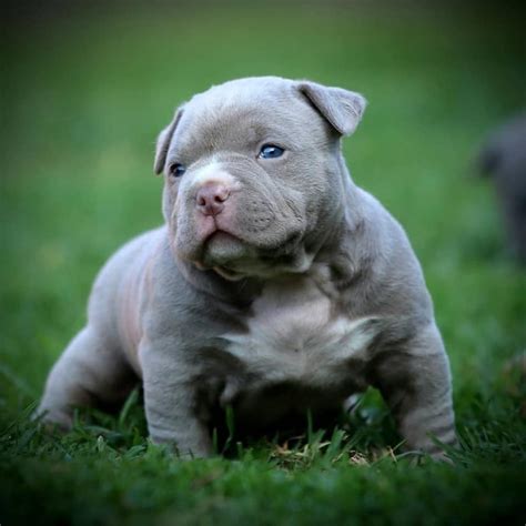 Amazing American Bully Transformations Puppies To Adults Puppies Pitbull Puppies American Bully