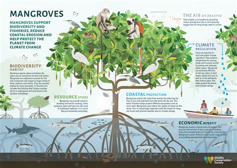 Importance Of Mangrove Trees Mangrove Forest Why Are Mangroves Important To Our Coastline