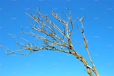 Dry Tree Branches Stock Photo Containing Dry Tree Branches And Branch