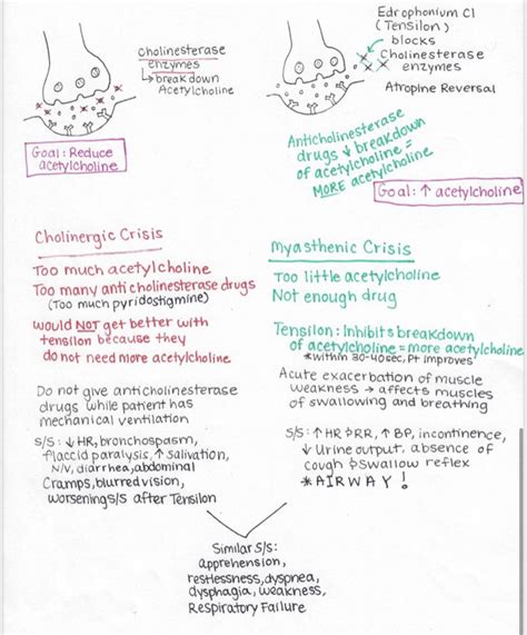 Cholinergic Vs Myasthenic Crisis Nursing Study Guide Nursing School