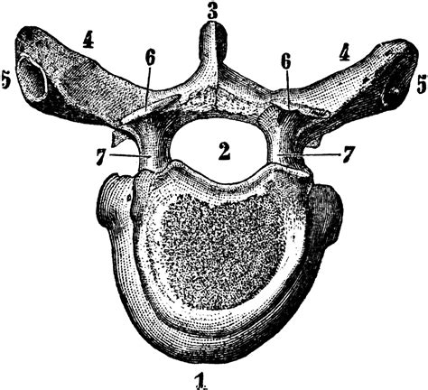 A Vertebra Of The Spine Clipart Etc