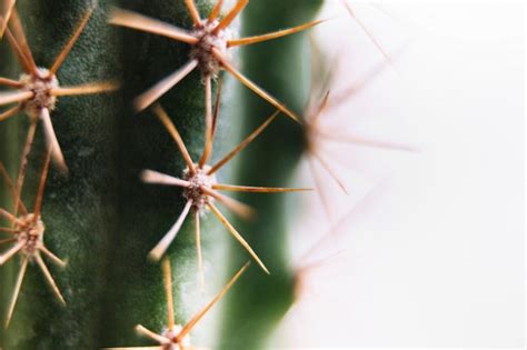Free Photo Macro Shot Of A Spiky Cactus