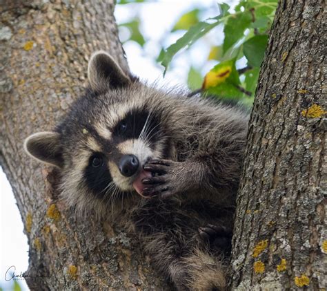 The Funny Raccoon Raccoon Funny Raccoon Funny