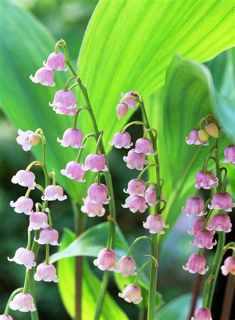 Convallaria Majalis Var Rosea Pink Lily Of The Valley Photograph By