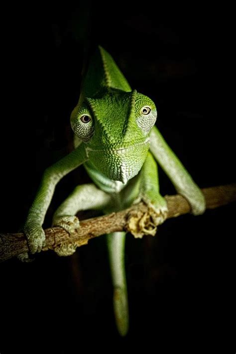 √ 5 Different Types of Chameleons | Cute reptiles, Chameleon pet, Chameleon