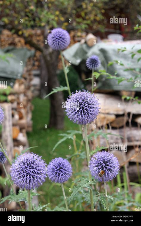 Globe Thistles In Garden Stock Photo Alamy