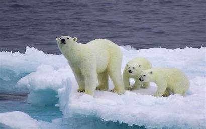 Polar Alaska Bears Usually Areas Northern Sea