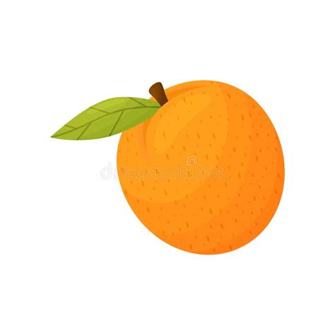Whole Orange With A Cut Half On A White Background Stock Vector