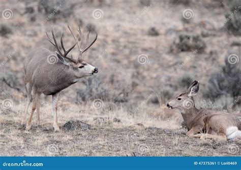 Mule Deer Buck During Rut Stock Image Image Of Antlers 47375361