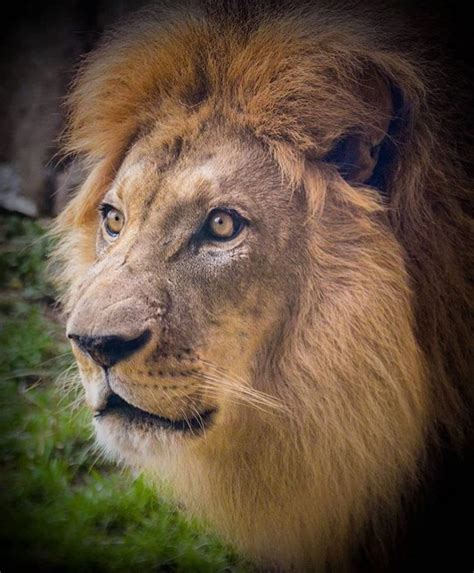 Our global writing staff includes experienced enl & esl academic writers in a variety of disciplines. ≡ Disney's Live-Action Simba Was Based on the Cutest Lion Cub Ever! Brain Berries