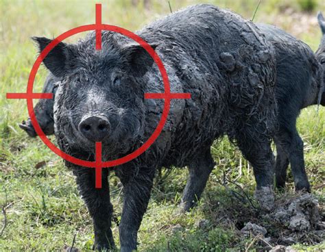 Nsw Government Appoints Feral Pig Coordinator To Take Aim At Booming