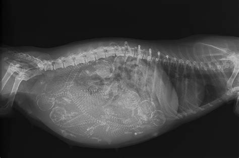 When Can You Ultrasound A Dog To Confirm Pregnancy