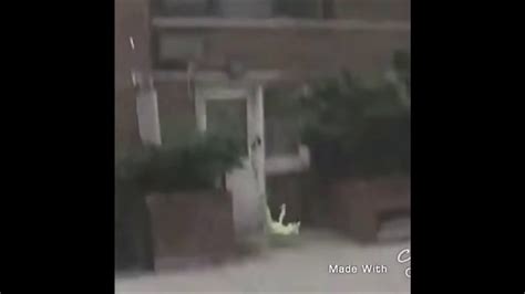 Kermit The Frog Falling Off Roof